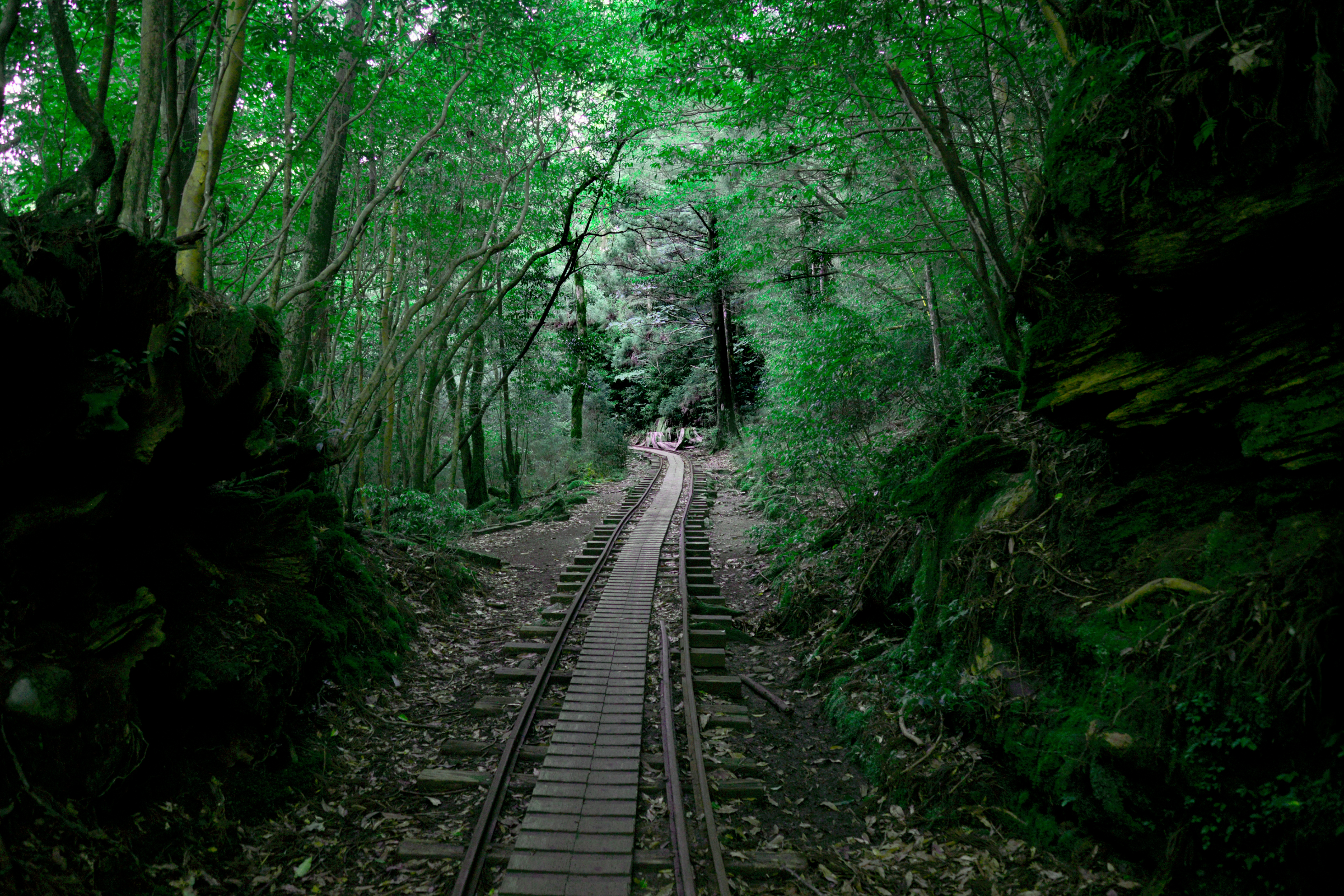 111 yakushima.webp